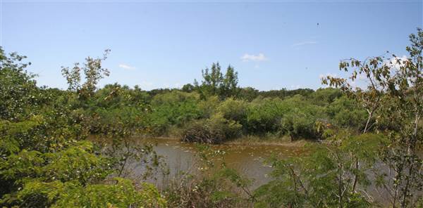 South Dade Wetlands (4/16/2015 - Credits: Dorothea "Dee" Belz)