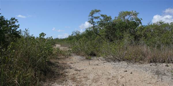 South Dade Wetlands (4/16/2015 - Credits: Dorothea "Dee" Belz)